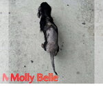Small Photo #6 Dachshund Puppy For Sale in San Antonio, TX, USA