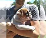 Small Photo #5 Bulldog Puppy For Sale in SMYRNA, SC, USA