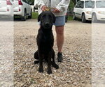 Small Labrador Retriever