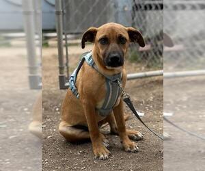 Mutt Dogs for adoption in San Antonio, TX, USA