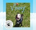 Small #1 American Pit Bull Terrier Mix