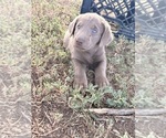 Puppy Aurora Labrador Retriever