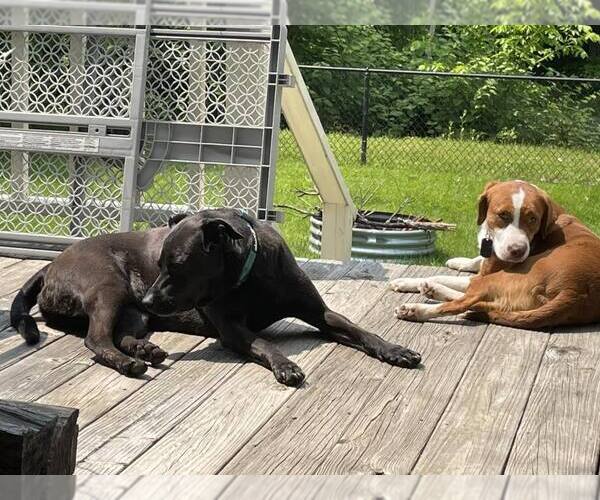 Medium Photo #4 Mutt Puppy For Sale in Shelburne, VT, USA