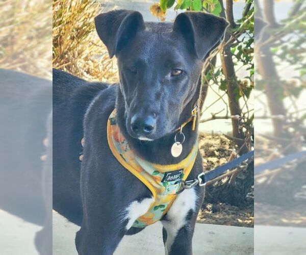 Medium Photo #2 Doberman Pinscher-Unknown Mix Puppy For Sale in Tustin, CA, USA