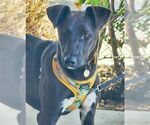 Small #1 Doberman Pinscher Mix