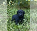 Small #1 Goldendoodle
