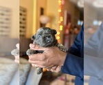 Small #4 French Bulldog
