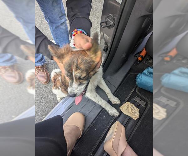 Medium Photo #1 Mutt Puppy For Sale in San Antonio, TX, USA