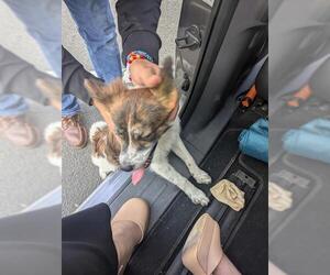 Mutt Dogs for adoption in San Antonio, TX, USA