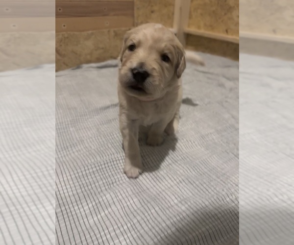 Medium Photo #25 Goldendoodle Puppy For Sale in MATTHEWS, NC, USA