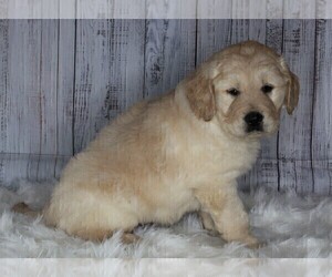 English Cream Golden Retriever-Goldendoodle Mix Puppy for sale in FREDERICKSBURG, OH, USA