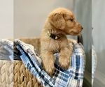 Small Photo #24 Golden Retriever Puppy For Sale in BUFFALO, MO, USA