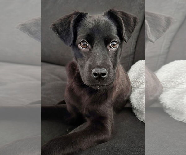 Medium Photo #2 Collie-Unknown Mix Puppy For Sale in Sandy, UT, USA