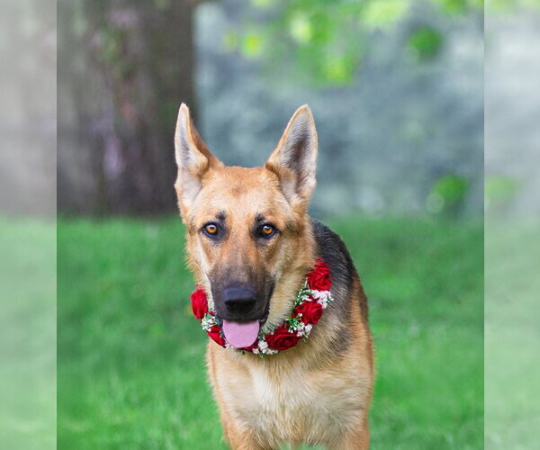 Medium Photo #3 German Shepherd Dog-Unknown Mix Puppy For Sale in Unionville, PA, USA