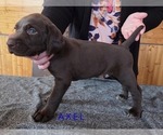Small #5 German Shorthaired Pointer