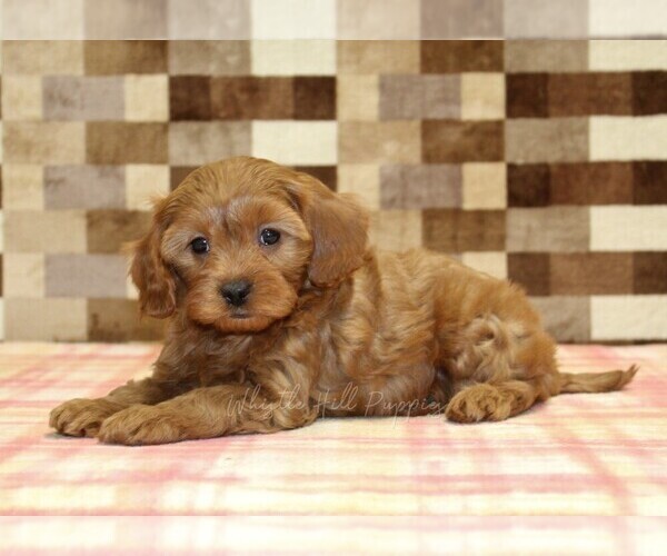 Medium Photo #3 Cavapoo (Miniature) Puppy For Sale in DENVER, PA, USA