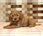 Small #2 Cavapoo (Miniature)
