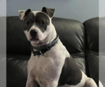 Small #6 American Pit Bull Terrier