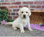 Small #10 Labrador Retriever