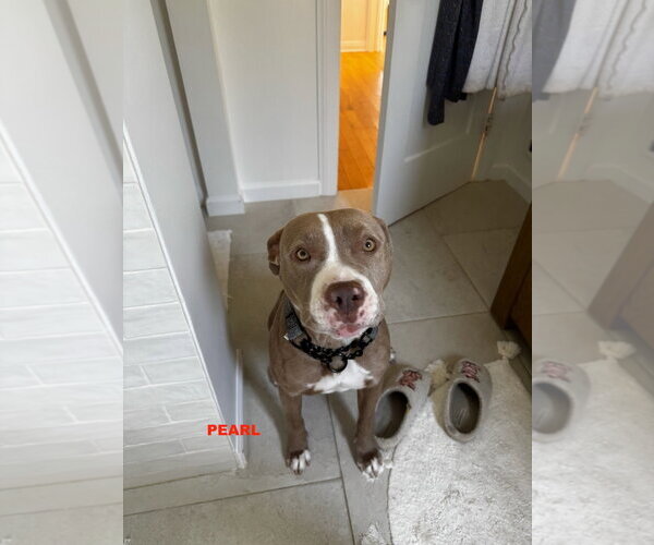 Medium Photo #10 Staffordshire Bull Terrier-Unknown Mix Puppy For Sale in Woodland Hills, CA, USA