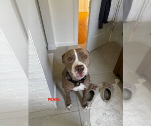 PEARL - Female Staffordshire Bull Terrier-Unknown Mix Dog for Adoption - Photo #10