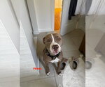Small #9 Staffordshire Bull Terrier Mix