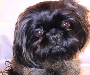 Mother of the Shih Tzu puppies born on 06/21/2025