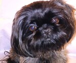 Small Photo #1 Shih Tzu Puppy For Sale in SALEM, OR, USA