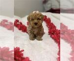 Small #2 Poodle (Toy)