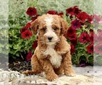 Small #3 Goldendoodle (Miniature)