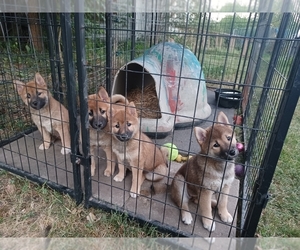 Shiba Inu Puppy for sale in MONTICELLO, MO, USA