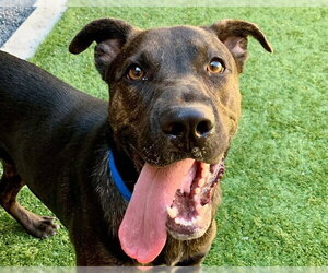 Mutt Dogs for adoption in Moreno Valley, CA, USA