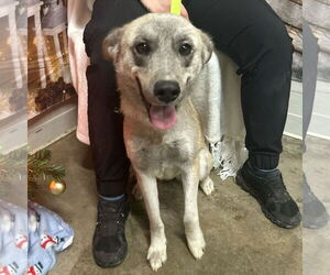 Mutt Dogs for adoption in Yardley, PA, USA