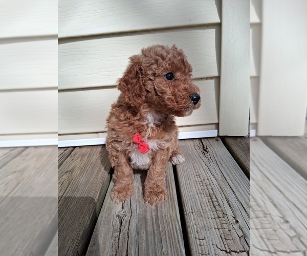 Medium Photo #39 Goldendoodle (Miniature) Puppy For Sale in GASTONIA, NC, USA
