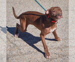 Small Photo #3 American Bulldog-American Staffordshire Terrier Mix Puppy For Sale in Huntley, IL, USA