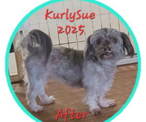 Mother of the Havashire puppies born on 10/20/2025