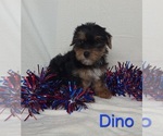 Image preview for Ad Listing. Nickname: Dino