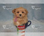 Small Photo #11 Maltipoo Puppy For Sale in SANGER, TX, USA