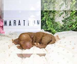 Poodle (Toy) Puppy for sale in COLLEGE STA, TX, USA