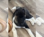 Small #5 Akita