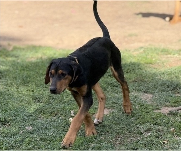 Medium Photo #10 Labrador Retriever-Rhodesian Ridgeback Mix Puppy For Sale in FRESNO, CA, USA