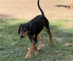 Small #9 Labrador Retriever-Rhodesian Ridgeback Mix