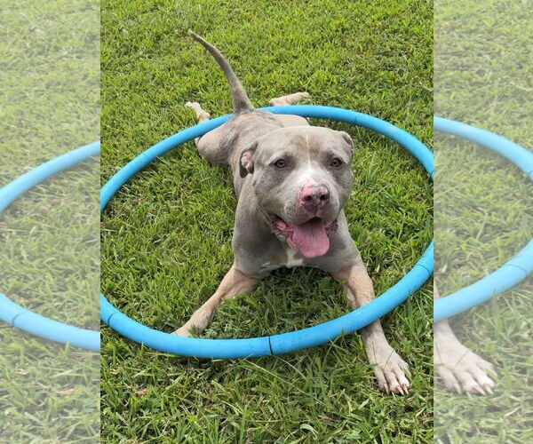 Medium Photo #1 Mutt Puppy For Sale in Virginia Beach, VA, USA