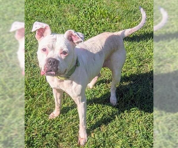 Medium Photo #1 Boxer Puppy For Sale in Akron, OH, USA