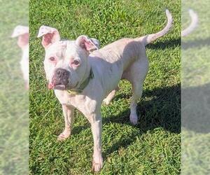 Boxer Dogs for adoption in Akron, OH, USA