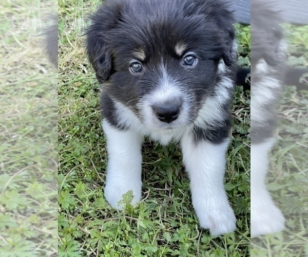 Medium Photo #6 Border Collie Puppy For Sale in JACKSONVILLE, NC, USA