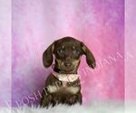 Small #2 Dachshund