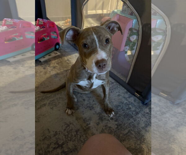 Medium Photo #1 Mutt Puppy For Sale in Coralville, IA, USA