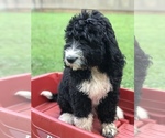 Small Photo #17 Bernedoodle Puppy For Sale in BOWLING GREEN, KY, USA