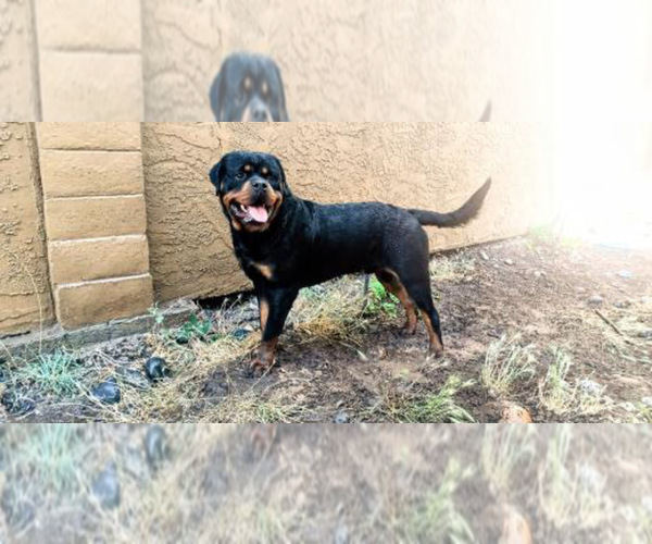 Medium Photo #6 Rottweiler Puppy For Sale in REDDING, CA, USA